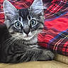 Tigrou participe au concours pour gagner de l'argent avec cette photo : kitten, cat, tabby, pet, animal, whiskers, ears, fur, wide_eyes, curious, indoor, blanket, plaid, red, soft, lounging, closeup, face, cute, domestic_cat