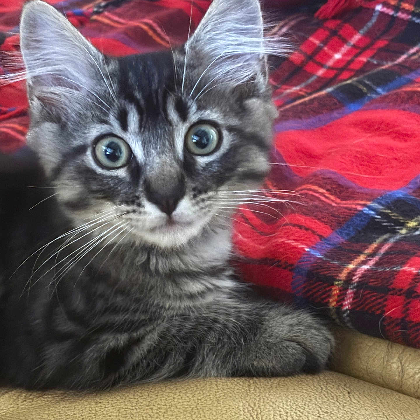 Tigrou