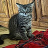 Tigrou a rejoint le concours — aidez-le/la à gagner de superbes lots ! animal, blanket, cat, cozy, curious, domestic, floor, fluffy, fur, furniture, indoor, kitten, pet, plaid, red_blanket, sitting, tabby, wide_eyes, wooden_cabinet, young_cat
