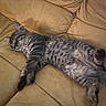 Tigrou participe au concours pour gagner de l'argent avec cette photo : cat, kitten, sleeping, tabby, fur, pet, animal, indoor, couch, leather, relaxing, cozy, nap, cute, whiskers, paw, feline, soft, domestic, resting