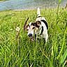 Morito participe au concours pour gagner de l'argent avec cette photo : animal, canine, collar, daylight, dog, field, flora, grass, greenery, happy, jack_russell, lake, meadow, nature, outdoor, pet, playful, summer, water, wildflowers