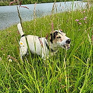 Morito participe au concours pour gagner de l'argent avec cette photo : animal, bark, canine, collar, daylight, dog, field, flora, grass, greenery, hills, lake, nature, outdoor, pet, playful, scenery, summer, water, wildflowers