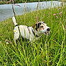 animal, bark, canine, collar, daylight, dog, field, flora, grass, greenery, hills, lake, nature, outdoor, pet, playful, scenery, summer, water, wildflowers