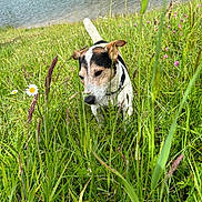 Morito participe au concours pour gagner de l'argent avec cette photo : dog, jack_russell_terrier, grass, wildflowers, daisies, lake, water, nature, outdoor, greenery, summer, canine, pet, sniffing, animal, field, plants, collar, daylight, scenic