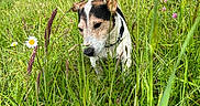 Morito participe au concours pour gagner de l'argent avec cette photo : animal, canine, collar, daisies, daylight, dog, field, grass, greenery, jack_russell_terrier, lake, nature, outdoor, pet, plants, scenic, sniffing, summer, water, wildflowers