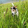 animal, canine, collar, daisies, daylight, dog, field, grass, greenery, jack_russell_terrier, lake, nature, outdoor, pet, plants, scenic, sniffing, summer, water, wildflowers