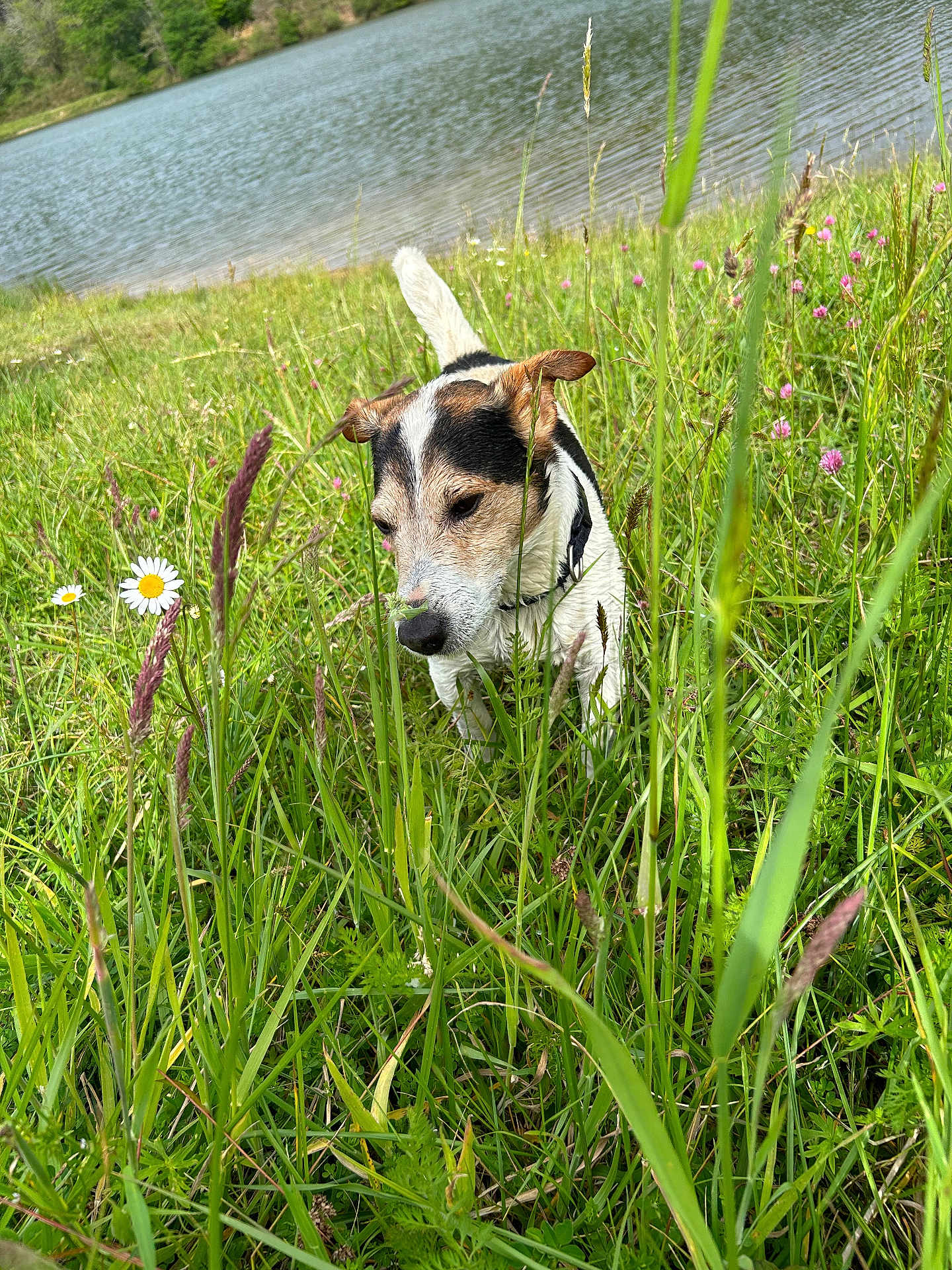 Morito participe au concours pour gagner de l'argent avec cette photo : dog, jack_russell_terrier, grass, wildflowers, daisies, lake, water, nature, outdoor, greenery, summer, canine, pet, sniffing, animal, field, plants, collar, daylight, scenic