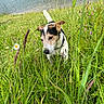 Morito participe au concours pour gagner de l'argent avec cette photo : animal, canine, daylight, dog, ears, field, fur, grass, greenery, jack_russell, lake, meadow, nature, outdoor, pet, plants, summer, tail, water, wildflowers