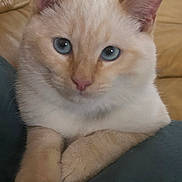 Gasper participe au concours pour gagner de l'argent avec cette photo : animal, blue_eyes, calm, cat, close_up, couch, cozy, curious, cute, domestic, feline, fluffy, indoor, mammal, paws, pet, portrait, resting, soft_fur, whiskers