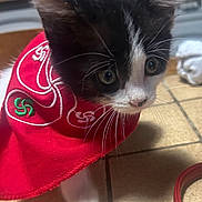 Miya participe au concours pour gagner de l'argent avec cette photo : animal, bandana, black_and_white, cat, close_up, curious, cute, domestic_cat, embroidery, feline, floor, fur, indoor, kitten, pet, red_bandana, small, tile_floor, whiskers, young_cat