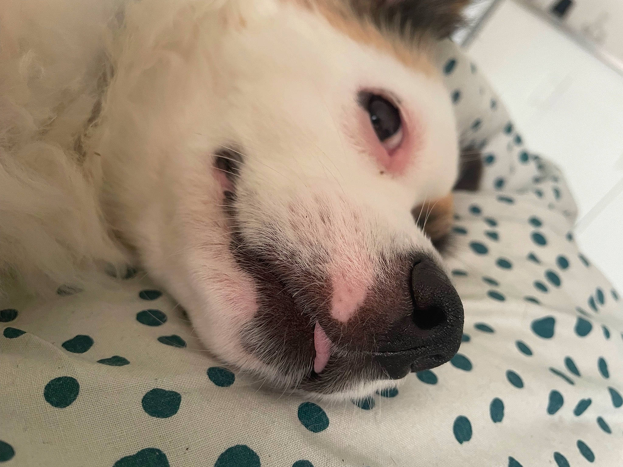 Prunelle a rejoint le concours — aidez-le/la à gagner de superbes lots ! american_eskimo_dog, canidae, carnivore, companion_dog, dog, dog_breed, eyelash, fawn, fur, japanese_spitz, jaw, pattern, paw, samoyed, snout, sporting_group, terrestrial_animal, volpino_italiano, whiskers, working_animal