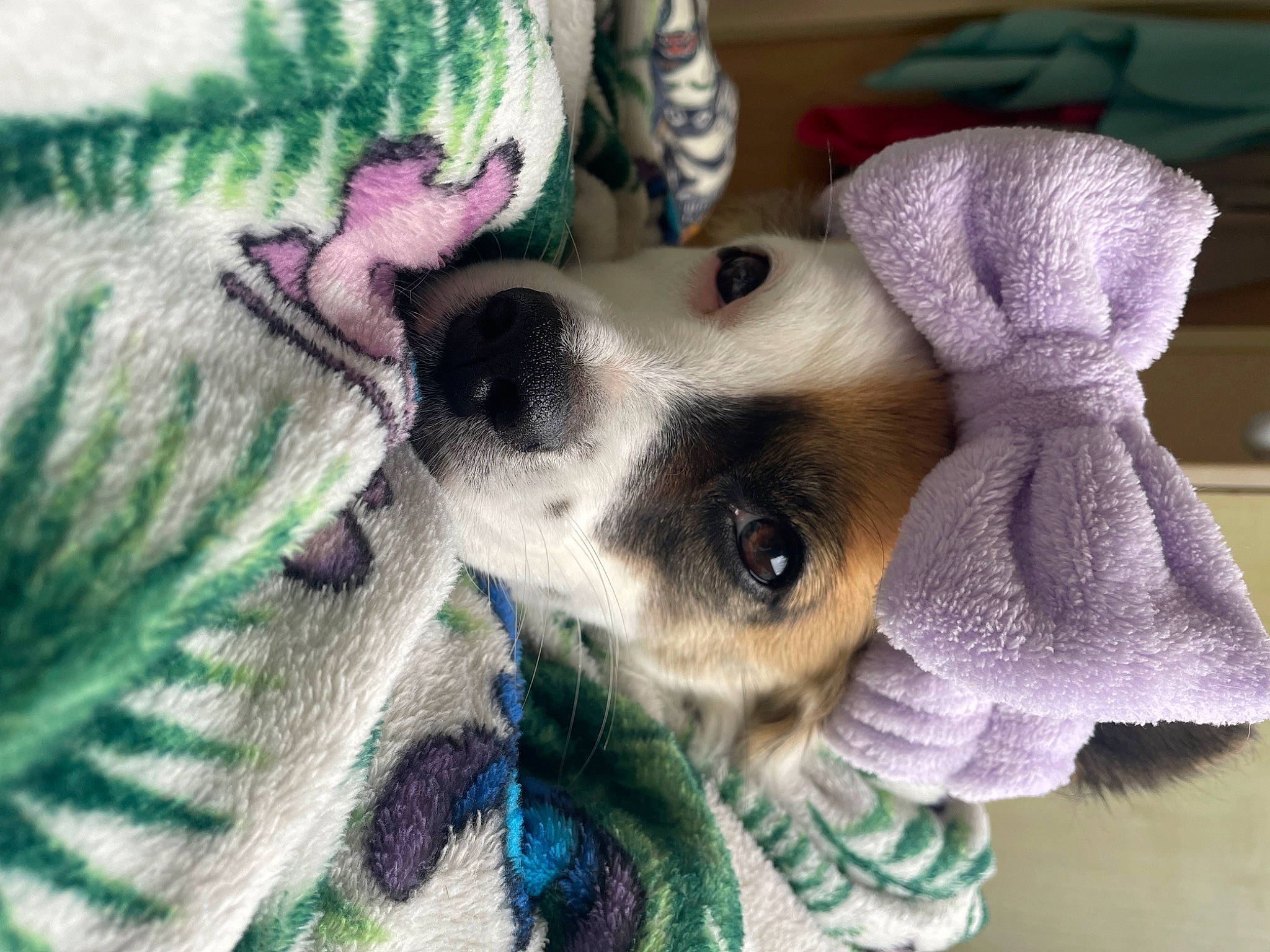 Prunelle participe au concours pour gagner de l'argent avec cette photo : carnivore, collar, comfort, companion_dog, creative_arts, dog, dog_breed, ear, fawn, fur, linens, mammal, pattern, purple, snout, textile, vertebrate, whiskers, wool, woven_fabric