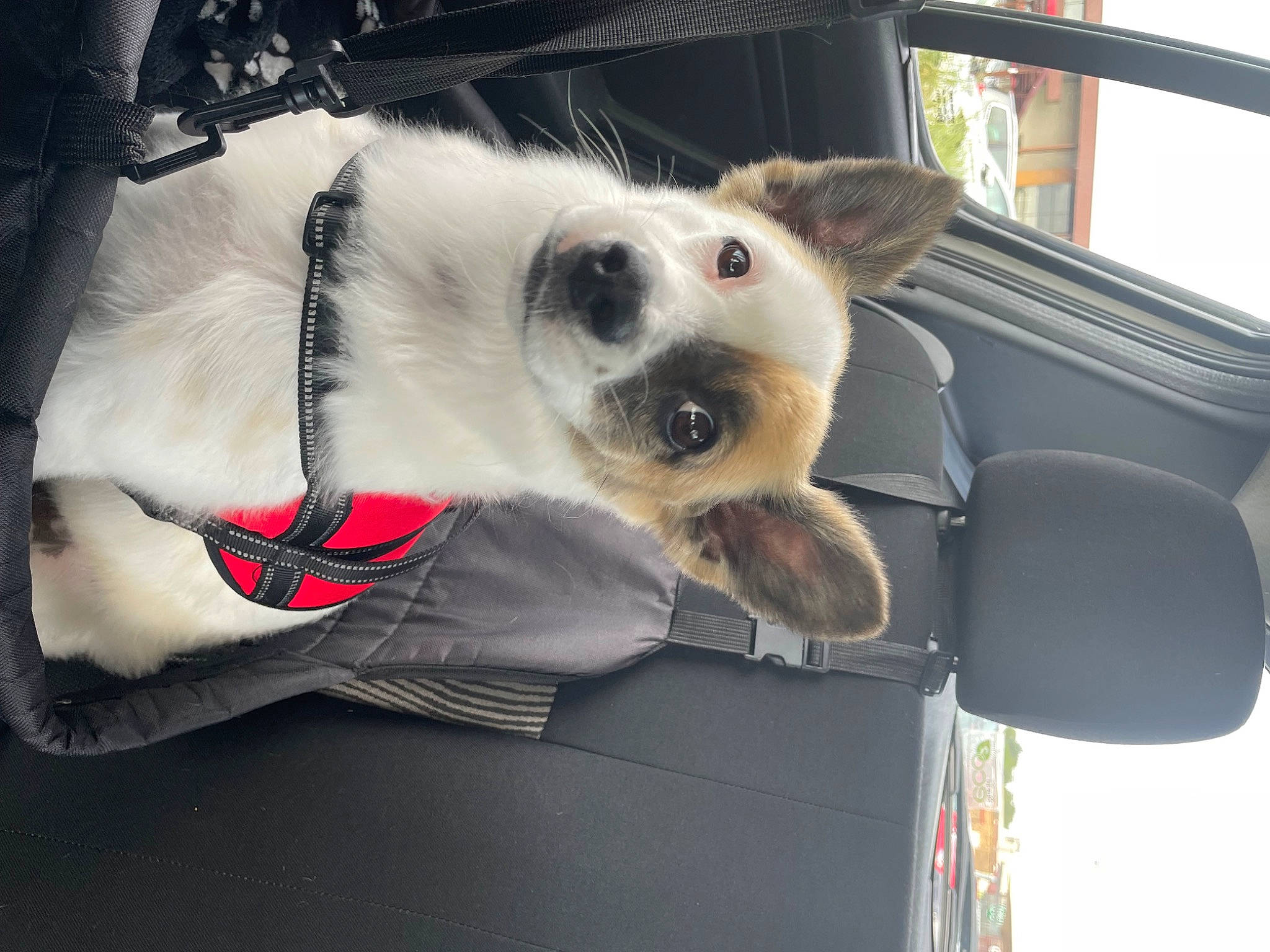 Prunelle a rejoint le concours — aidez-le/la à gagner de superbes lots ! auto_part, automotive_design, automotive_exterior, canidae, car, car_seat, carnivore, collar, companion_dog, dog, dog_breed, dog_supply, family_car, fur, luxury_vehicle, motor_vehicle, snout, sporting_group, vehicle, vehicle_door