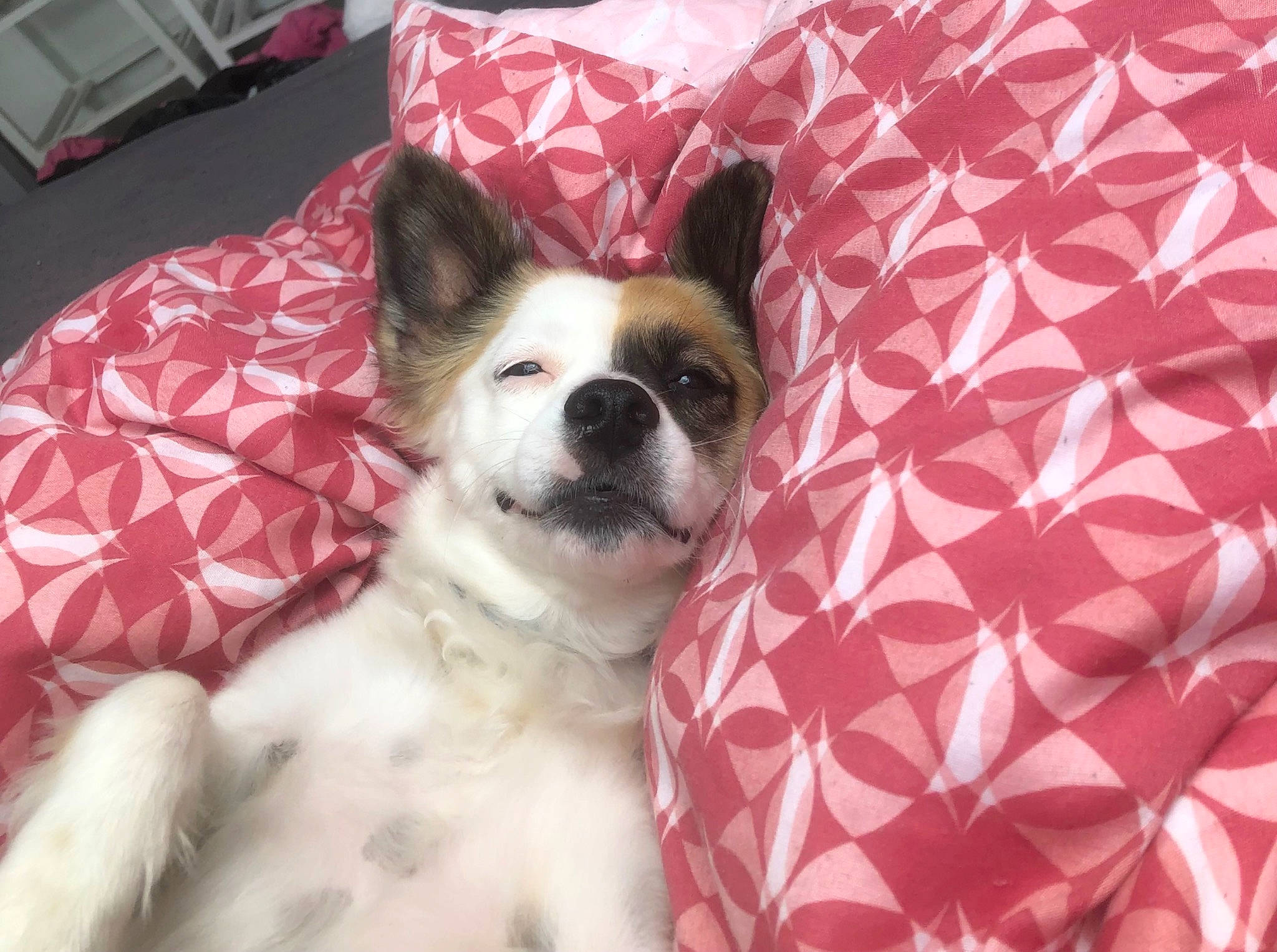 Prunelle participe au concours pour gagner de l'argent avec cette photo : canidae, carmine, carnivore, comfort, companion_dog, dog, dog_breed, dog_supply, fawn, flooring, fur, linens, non_sporting_group, pattern, snout, sporting_group, toy_dog, whiskers, working_animal