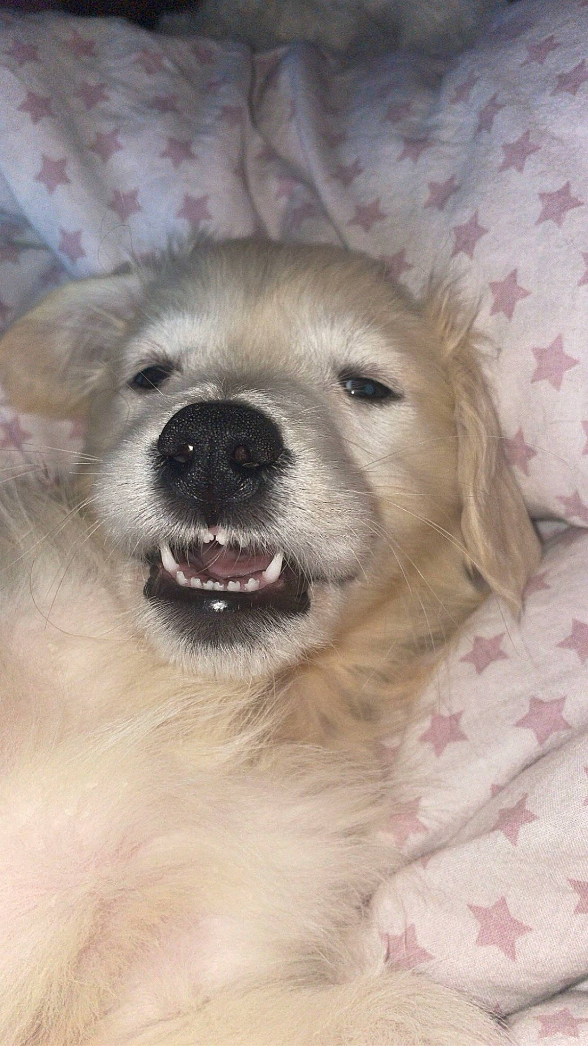 Joy a rejoint le concours — aidez-le/la à gagner de superbes lots ! ancient_dog_breeds, canidae, carnivore, companion_dog, dog, dog_breed, fang, fawn, fur, livestock_guardian_dog, polish_tatra_sheepdog, puppy, retriever, snout, sporting_group, terrestrial_animal, whiskers, working_animal