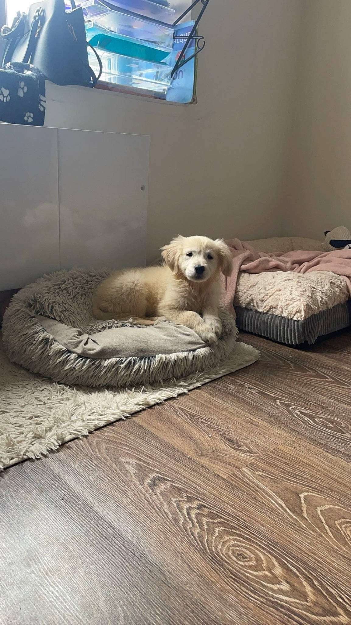 Joy participe au concours pour gagner de l'argent avec cette photo : bedding, bedroom, canidae, carnivore, comfort, companion_dog, dog, dog_breed, fawn, floor, flooring, fur, grey, hardwood, interior_design, linens, room, sporting_group, wood, wood_flooring