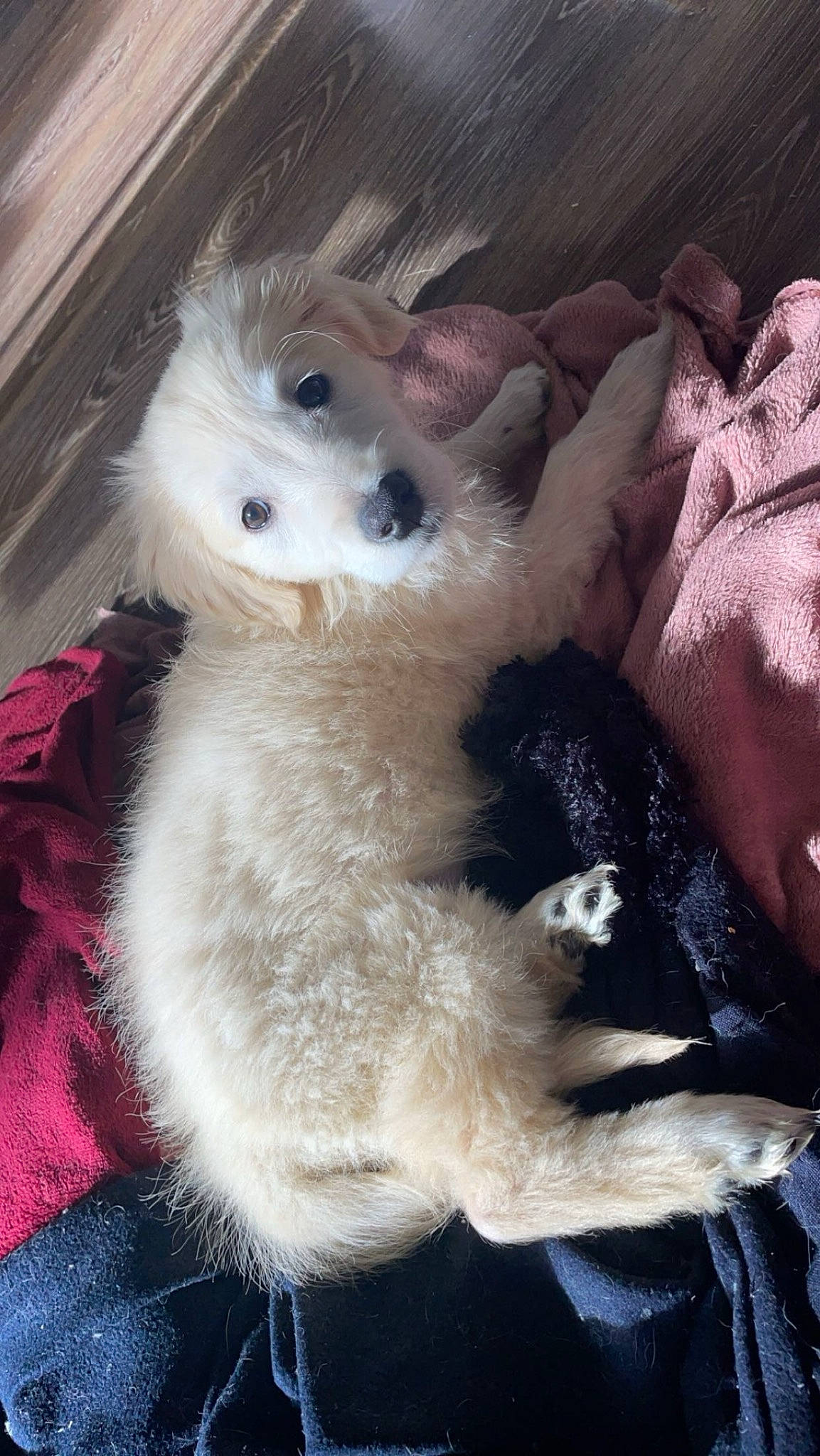 Joy participe au concours pour gagner de l'argent avec cette photo : canidae, carnivore, companion_dog, dog, dog_breed, fawn, felidae, fur, german_spitz, paw, samoyed, snout, spitz, sporting_group, tail, toy, toy_dog, volpino_italiano, whiskers, working_animal