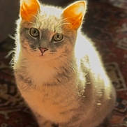 Kyo is registered to the contest to win money with this photo: cat, kitten, pet, indoor, rug, carpet, sitting, portrait, backlit, ears, whiskers, eyes, fur, paws, stare, domestic_cat, furniture, sunlight, shadow, warm_lighting