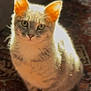 cat, kitten, pet, indoor, rug, carpet, sitting, portrait, backlit, ears, whiskers, eyes, fur, paws, stare, domestic_cat, furniture, sunlight, shadow, warm_lighting