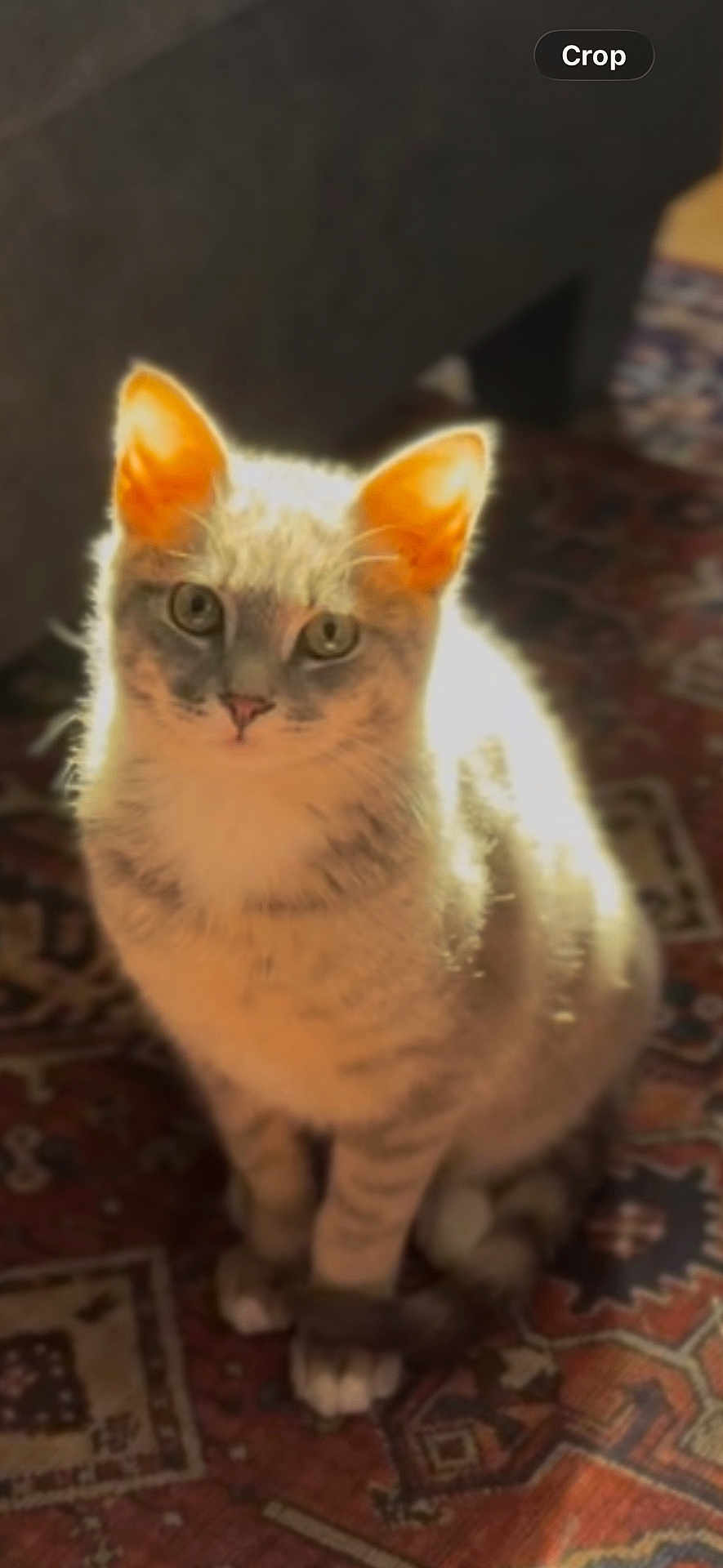 Kyo is registered to the contest to win money with this photo: cat, kitten, pet, indoor, rug, carpet, sitting, portrait, backlit, ears, whiskers, eyes, fur, paws, stare, domestic_cat, furniture, sunlight, shadow, warm_lighting