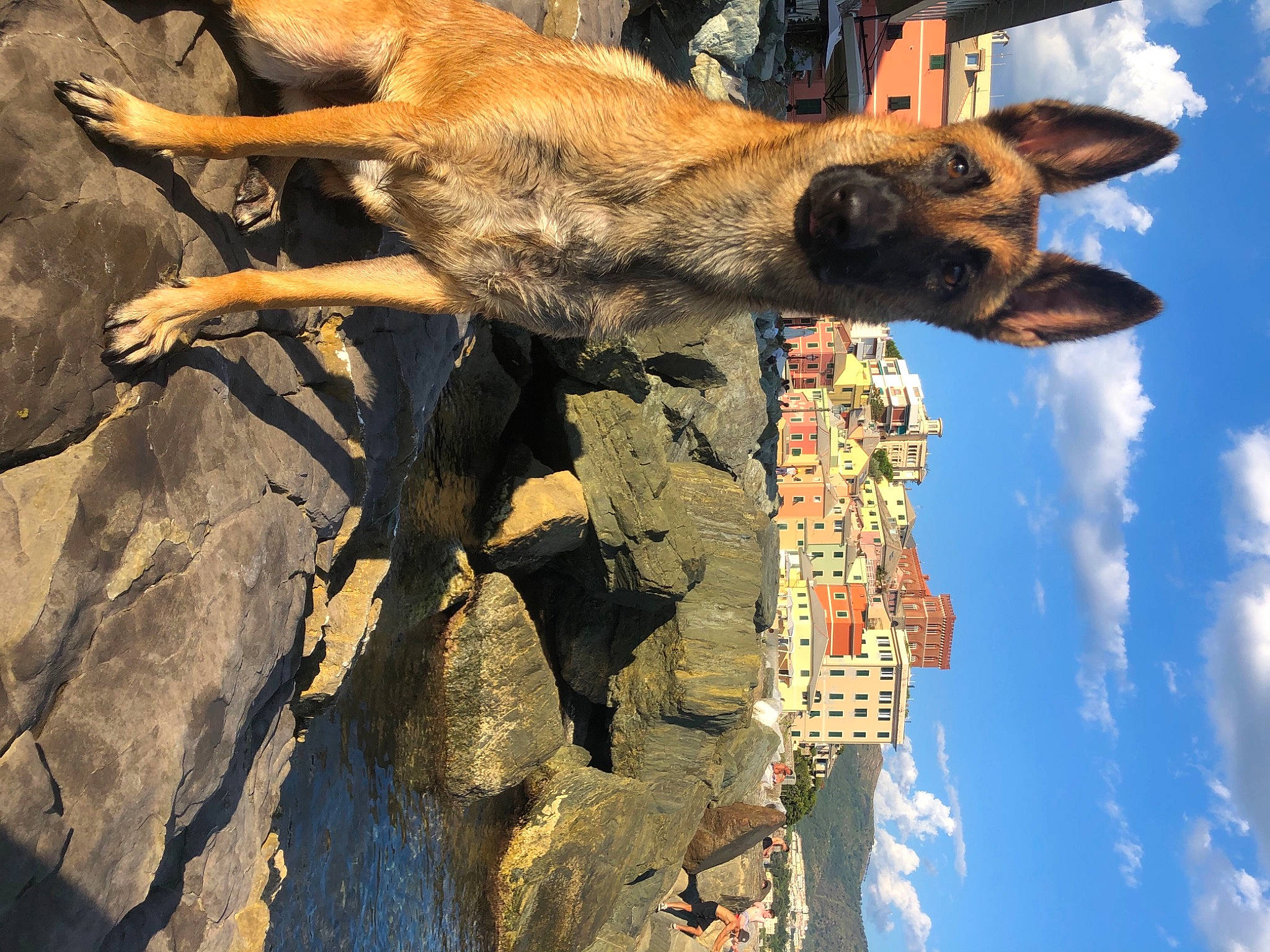 Solly a rejoint le concours — aidez-le/la à gagner de superbes lots ! bedrock, building, canidae, carnivore, cloud, cumulus, dog, dog_breed, fawn, fur, plant, rock, sky, snout, tower, travel, wildlife, window