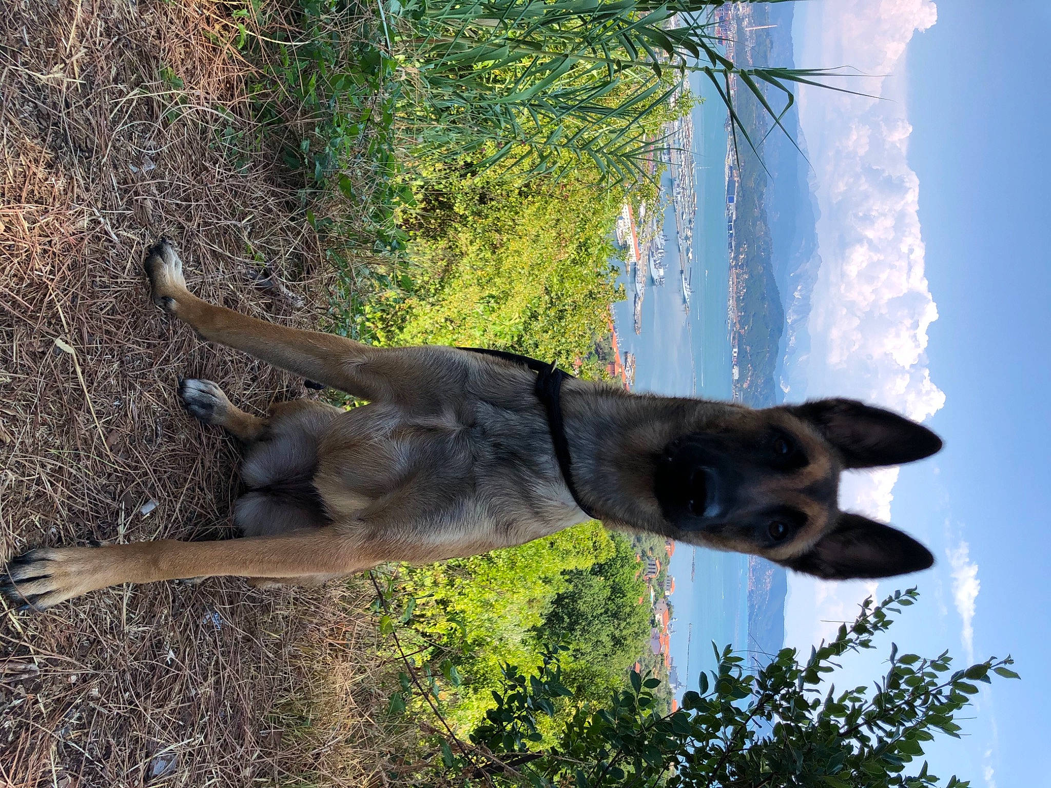 Solly a rejoint le concours — aidez-le/la à gagner de superbes lots ! branch, canidae, carnivore, dog, dog_breed, grass, plant, sky, snout, sporting_group, tail, terrestrial_animal, tree, trunk, twig, water, wildlife, wood, working_animal
