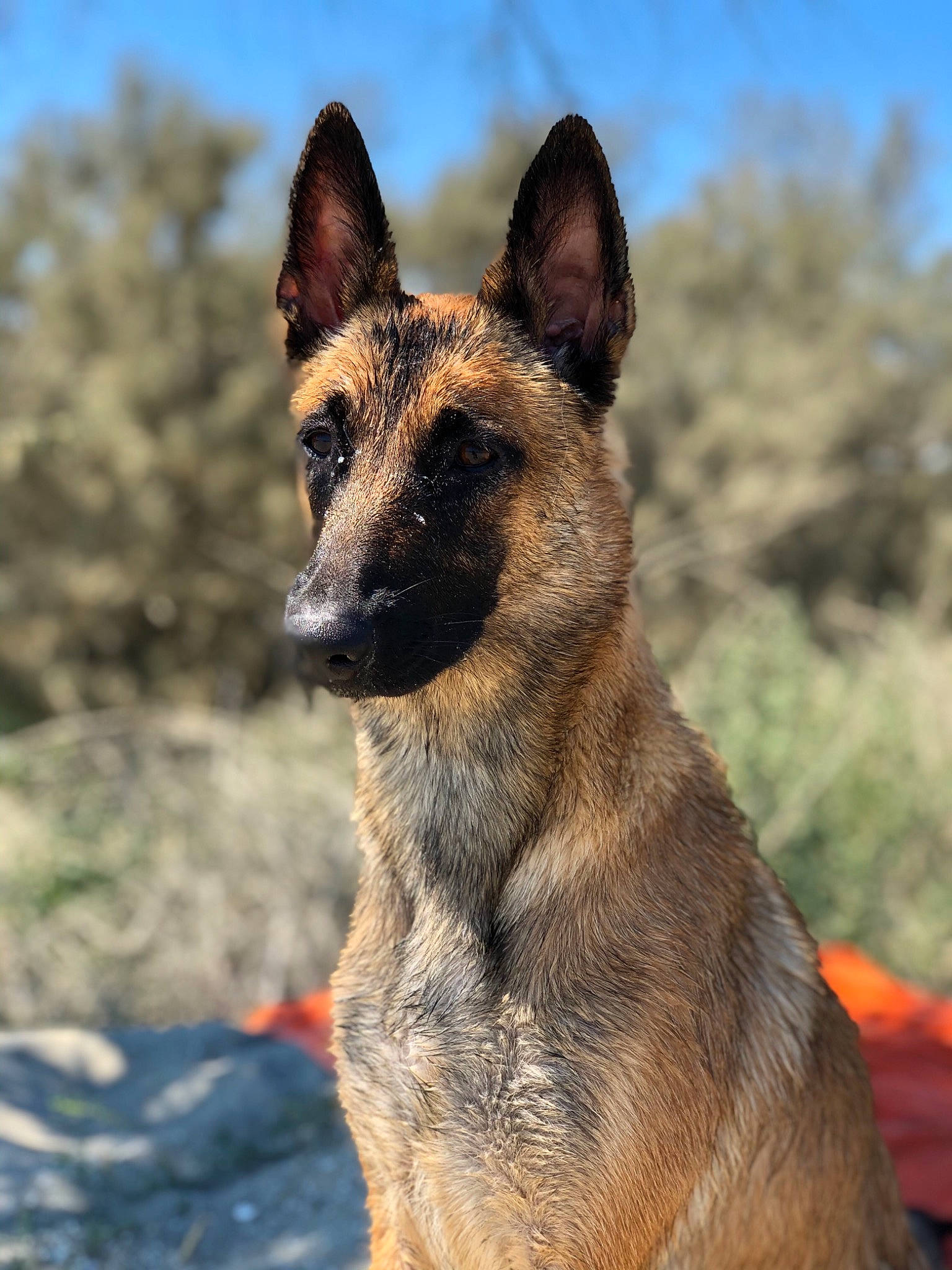 Solly participe au concours pour gagner de l'argent avec cette photo : canidae, carnivore, dog, dog_breed, east_european_shepherd, eye, fawn, fur, german_shepherd_dog, herding_dog, king_shepherd, plant, sky, snout, sporting_group, terrestrial_animal, tree, whiskers, wildlife, working_animal