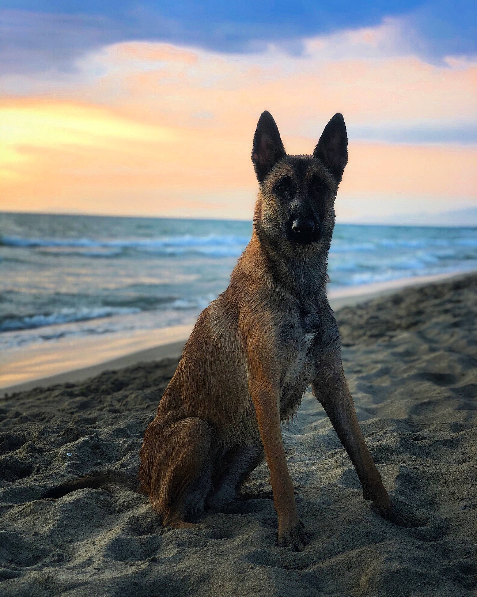 Solly a rejoint le concours — aidez-le/la à gagner de superbes lots ! beach, canidae, carnivore, cloud, coast, dog, dog_breed, evening, fawn, herding_dog, horizon, ocean, sky, snout, sporting_group, tail, terrestrial_animal, water, wildlife, wind_wave