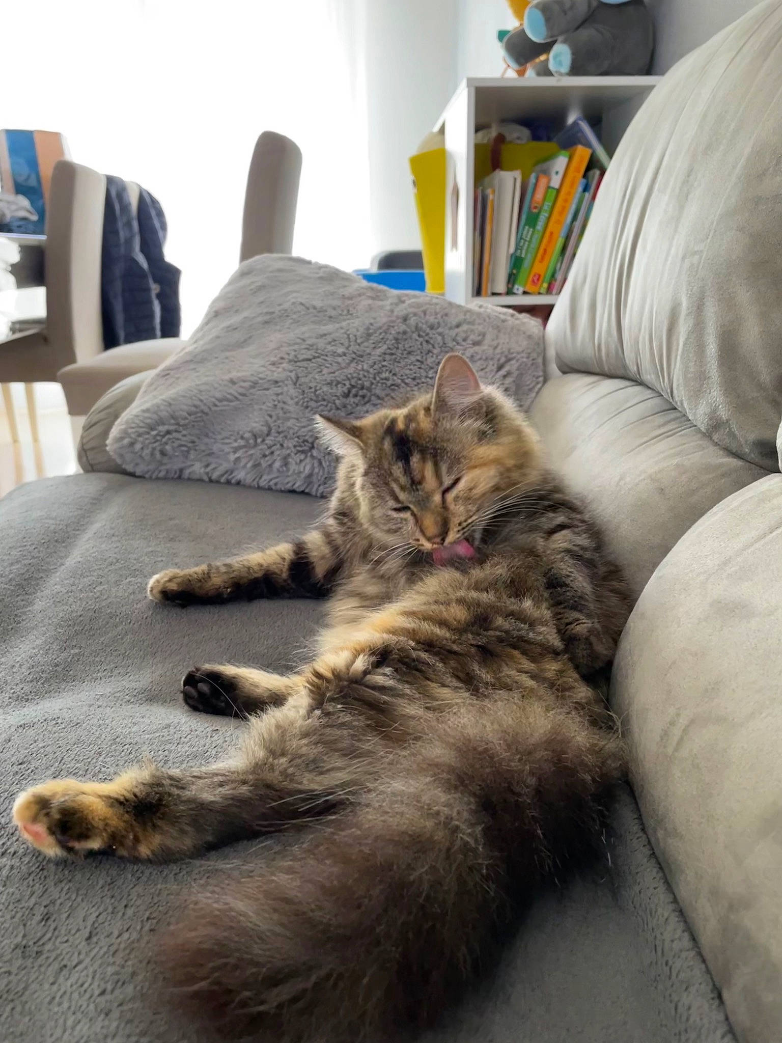 Héra participe au concours pour gagner de l'argent avec cette photo : carnivore, cat, comfort, couch, domestic_short_haired_cat, felidae, flooring, fur, grey, hardwood, living_room, mammal, paw, room, small_to_medium_sized_cats, tail, textile, vertebrate, whiskers, wood