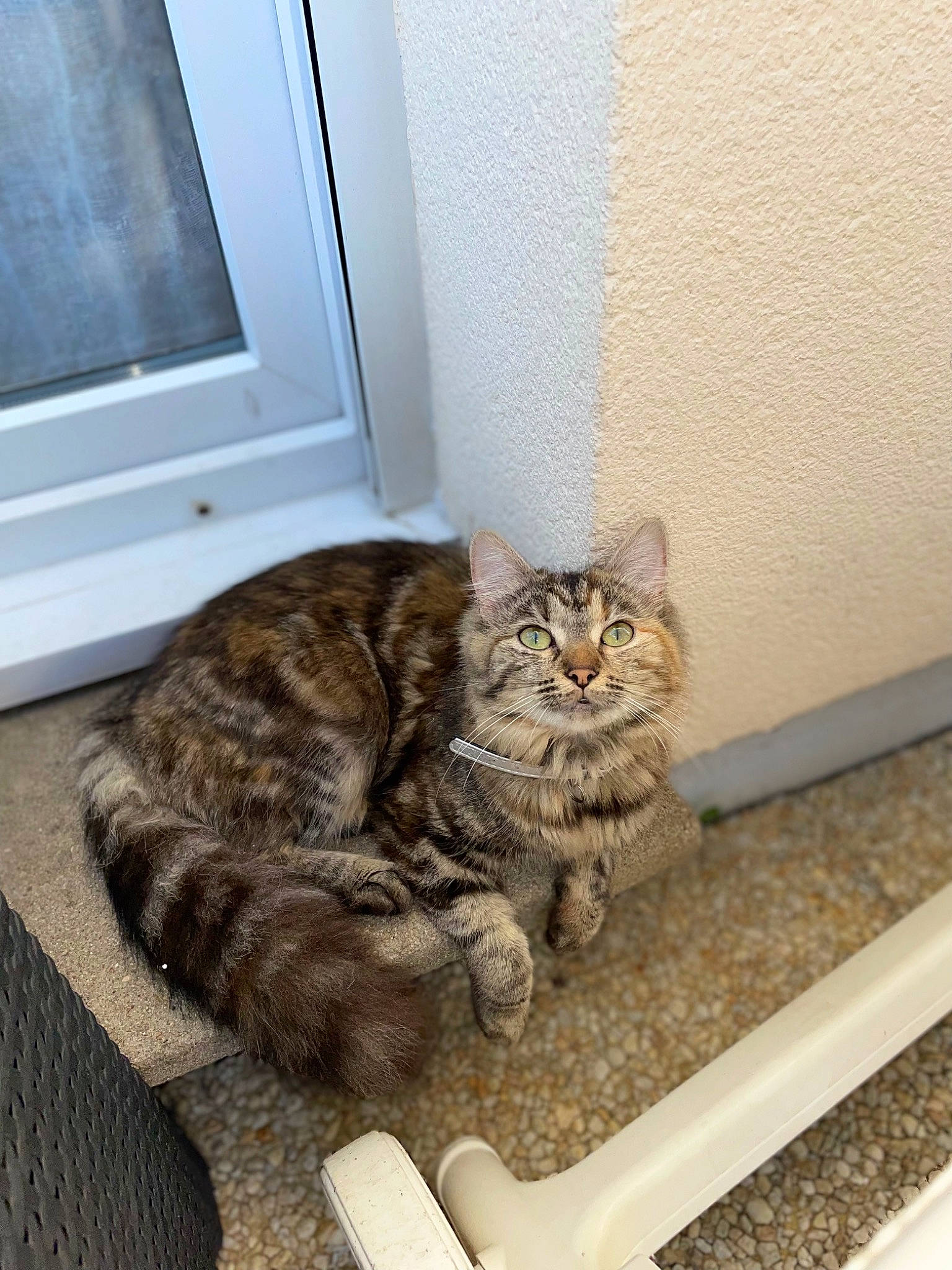 Héra participe au concours pour gagner de l'argent avec cette photo : carnivore, cat, claw, comfort, domestic_short_haired_cat, door, felidae, flooring, fur, hardwood, paw, sitting, small_to_medium_sized_cats, tail, terrestrial_animal, whiskers, window, wood