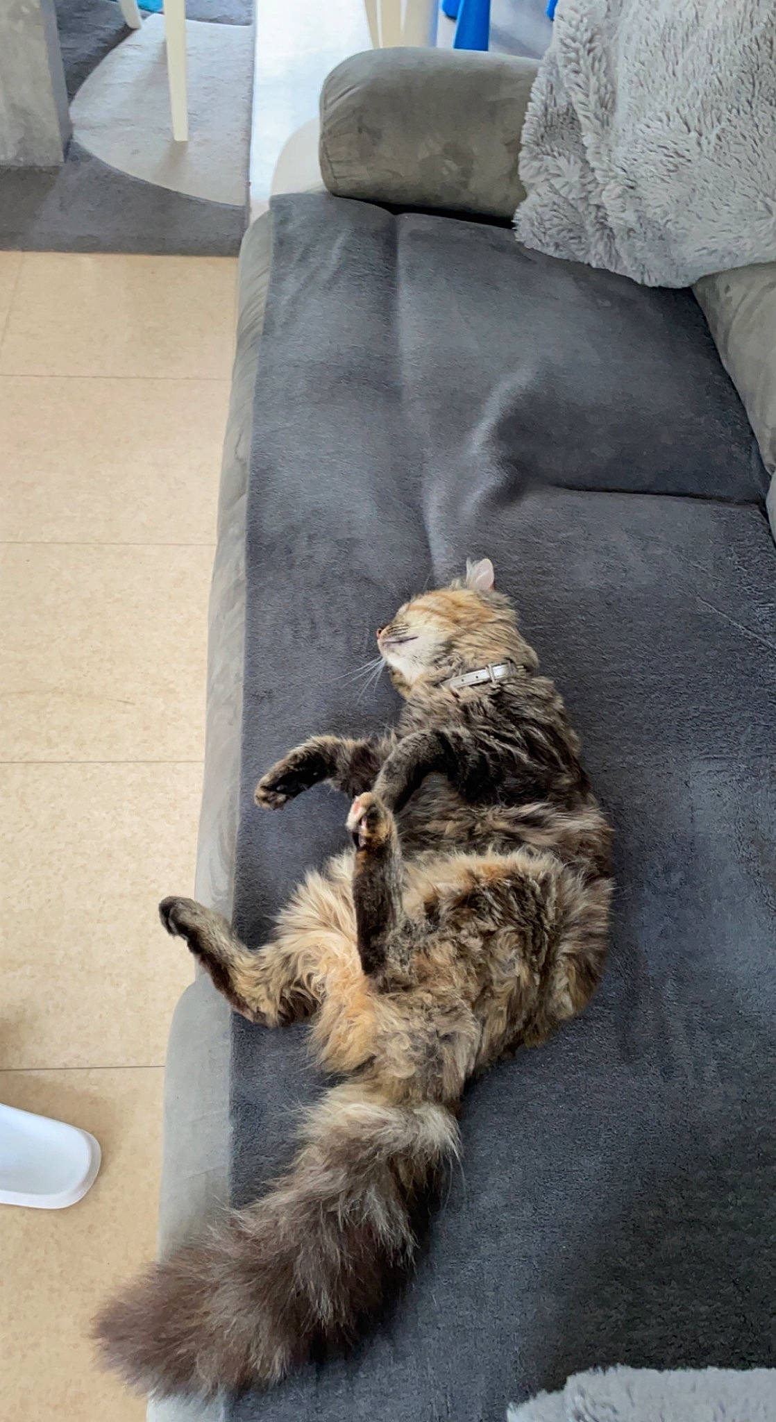 Héra participe au concours pour gagner de l'argent avec cette photo : carnivore, cat, claw, comfort, domestic_short_haired_cat, felidae, fur, grey, linens, paw, pillow, small_to_medium_sized_cats, tail, terrestrial_animal, whiskers