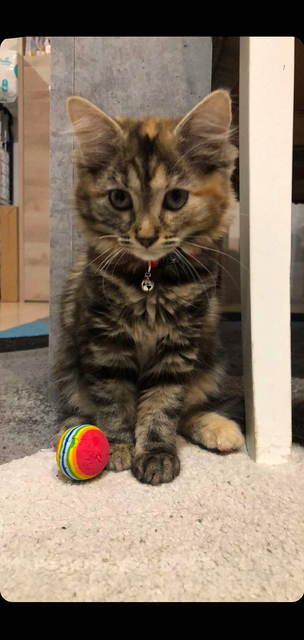 Héra participe au concours pour gagner de l'argent avec cette photo : ball, carnivore, cat, claw, domestic_short_haired_cat, felidae, flooring, fur, pattern, paw, photo_caption, small_to_medium_sized_cats, snout, sports_equipment, tail, tennis_ball, terrestrial_animal, whiskers, wildlife, wood