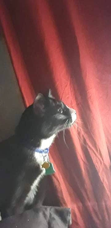 Loki is registered to the contest to win money with this photo: black_cat, canidae, carnivore, cat, darkness, dog_breed, domestic_short_haired_cat, ear, electric_blue, felidae, fur, shadow, small_to_medium_sized_cats, snout, sporting_group, tail, tints_and_shades, whiskers, window, wood