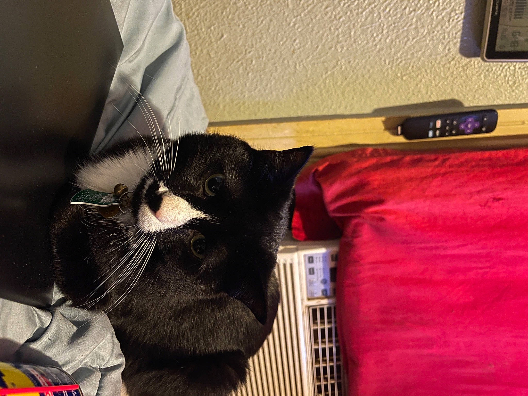 Loki is registered to the contest to win money with this photo: bag, black_cat, carmine, carnivore, cat, comfort, domestic_short_haired_cat, eyewear, fashion_accessory, felidae, fur, linens, nap, personal_protective_equipment, room, small_to_medium_sized_cats, snout, tail, whiskers, wood