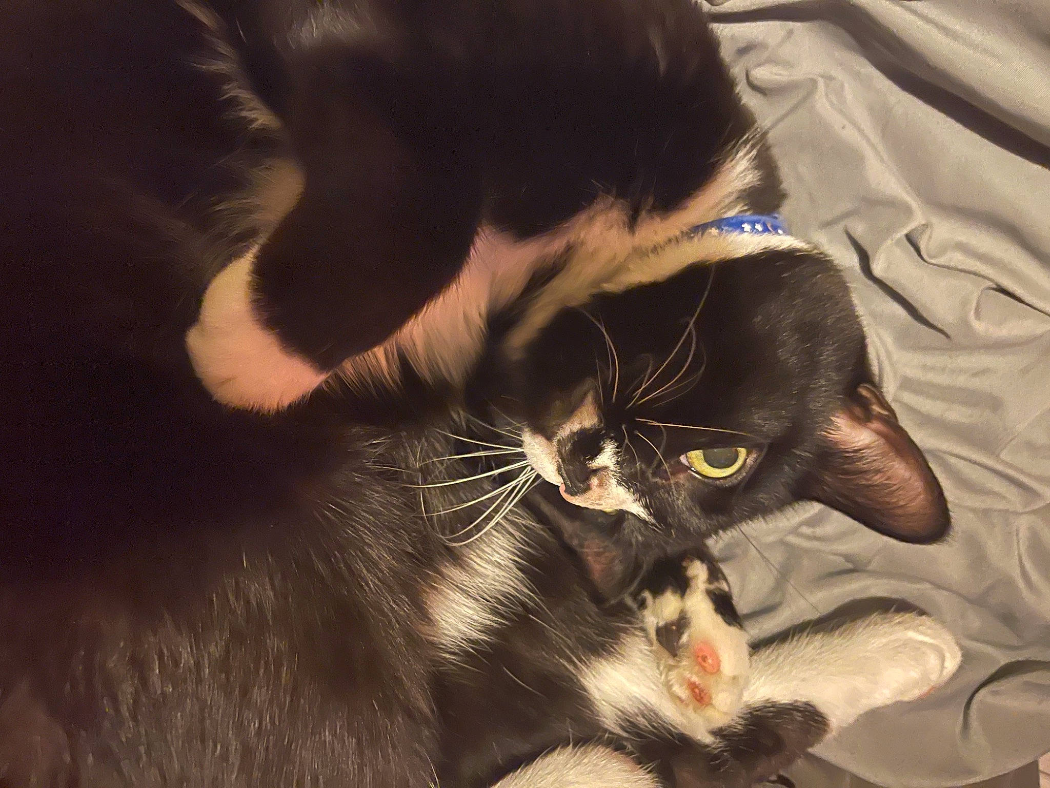 Loki is registered to the contest to win money with this photo: black_cat, carnivore, cat, claw, comfort, domestic_short_haired_cat, ear, felidae, fur, paw, small_to_medium_sized_cats, snout, tail, whiskers