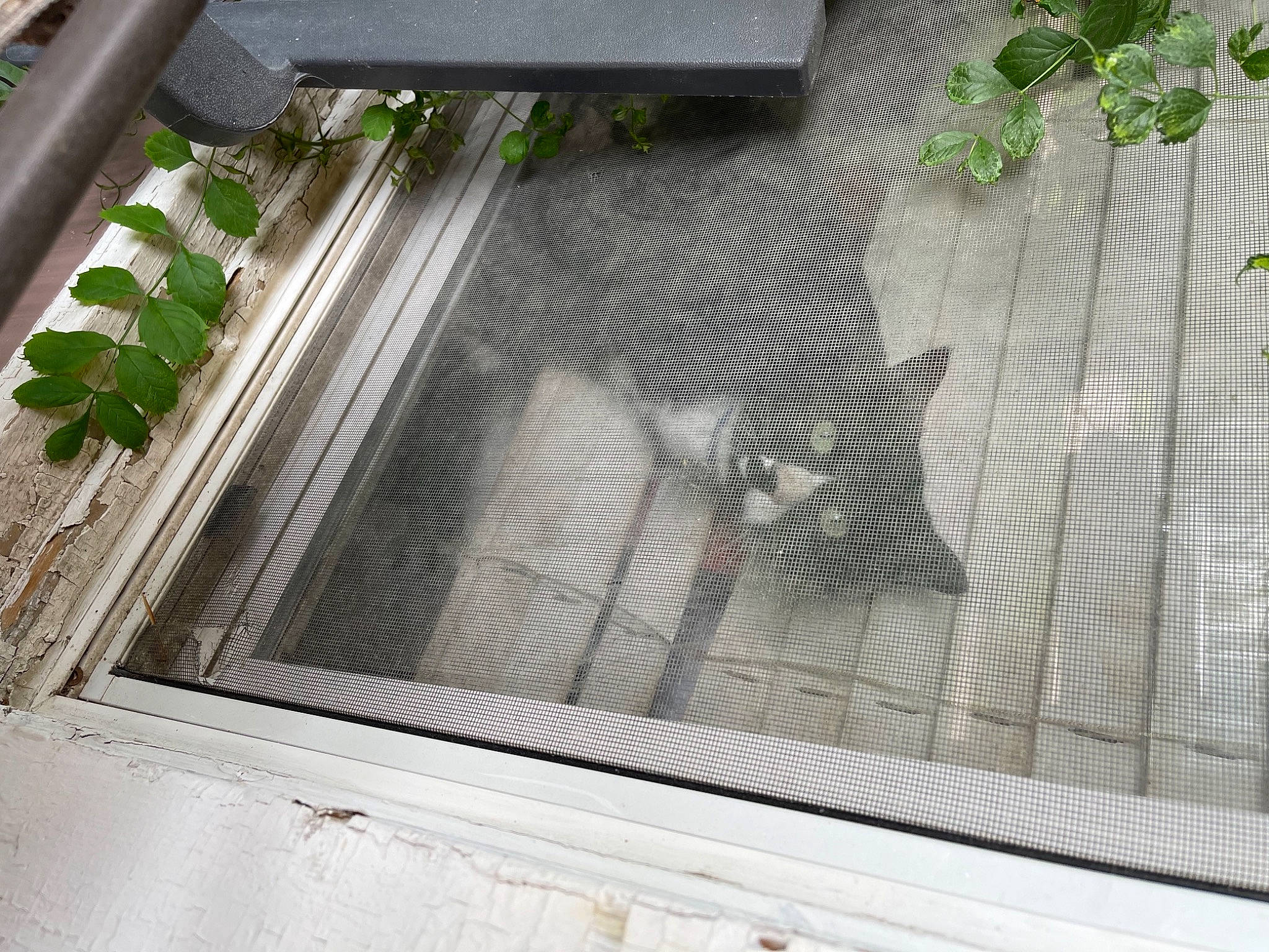 Loki is registered to the contest to win money with this photo: architecture, building, carnivore, cat, facade, felidae, floor, flooring, glass, grass, hardwood, house, leaf, plant, rectangle, shade, urban_design, wall, window, wood