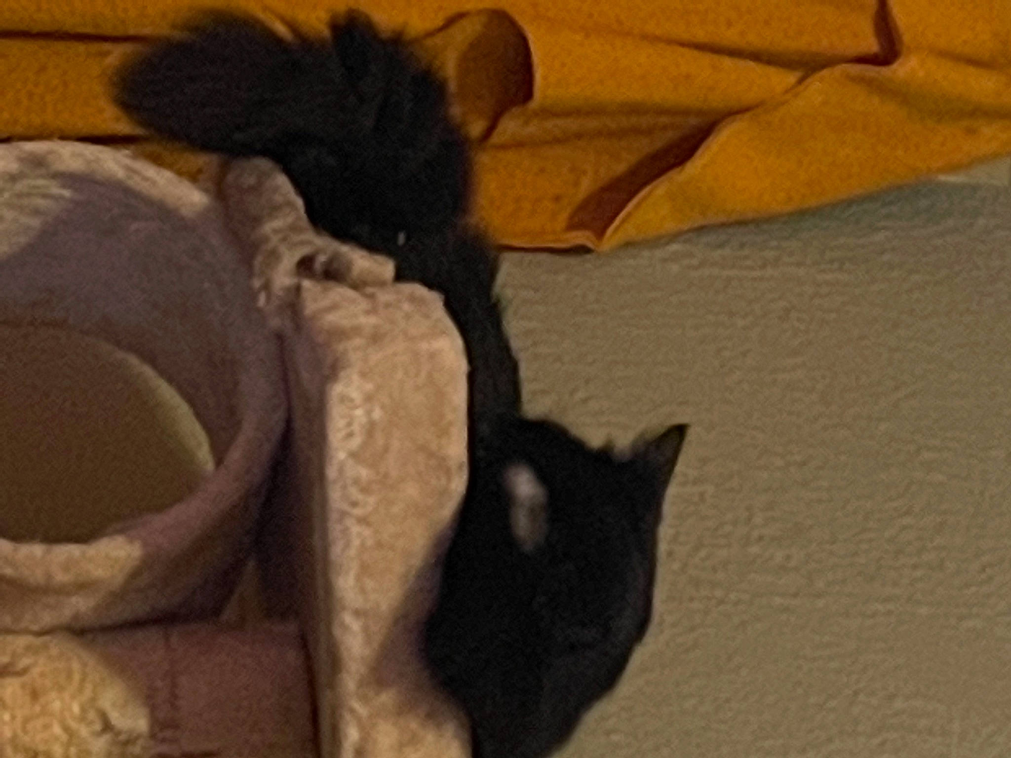 Damien joined the competition — help win amazing prizes! box, carnivore, cat, cat_supply, comfort, dog_breed, domestic_short_haired_cat, fawn, felidae, floor, flooring, fur, hardwood, linens, pet_supply, small_to_medium_sized_cats, snout, tail, whiskers, wood