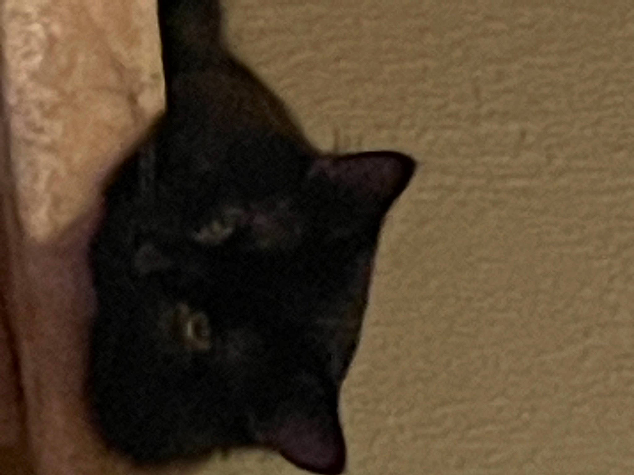 Damien joined the competition — help win amazing prizes! black_cat, bombay, carnivore, cat, domestic_short_haired_cat, felidae, fur, small_to_medium_sized_cats, tail, whiskers