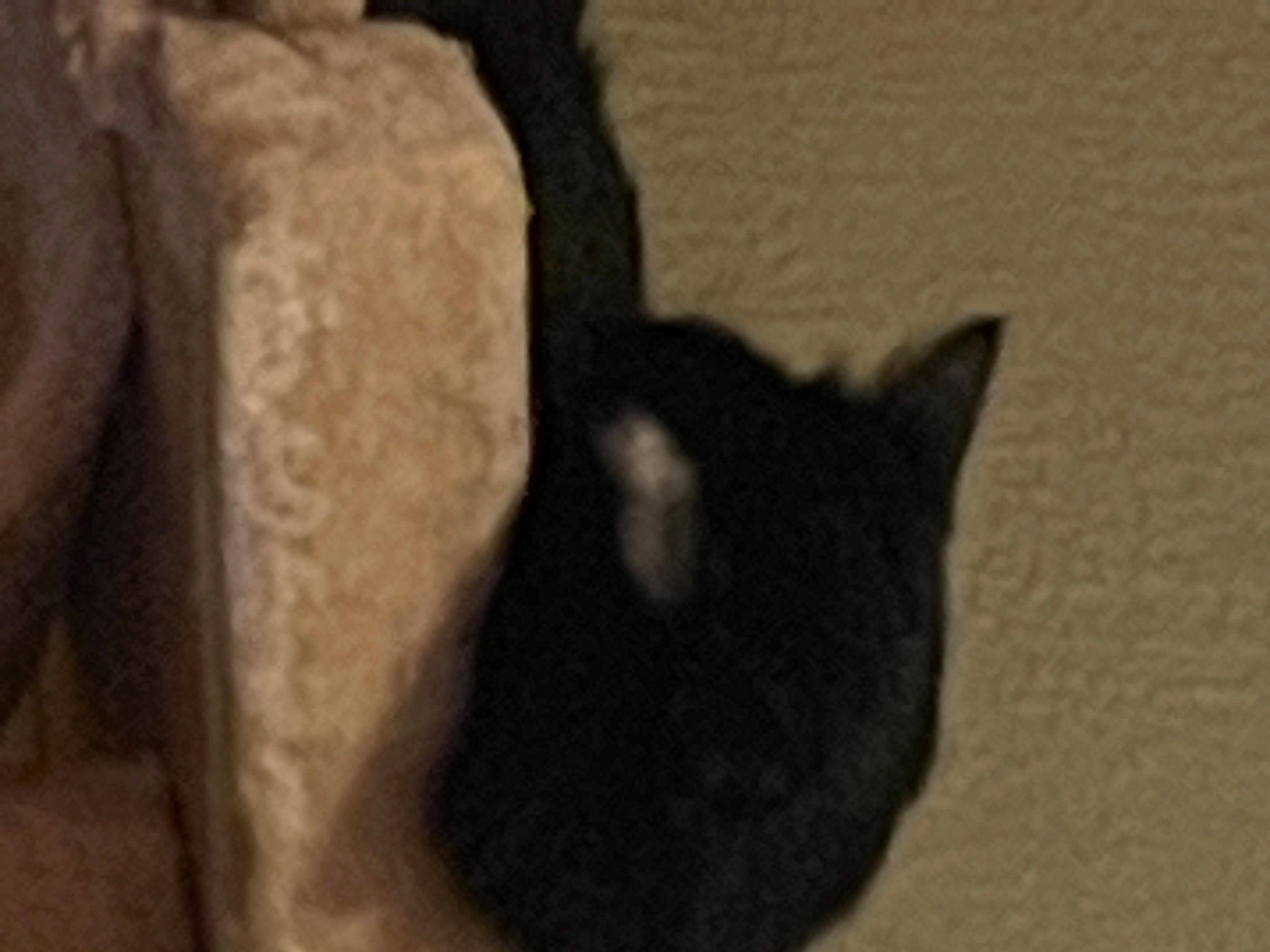 Damien joined the competition — help win amazing prizes! black_cat, canidae, carnivore, cat, dog_breed, domestic_short_haired_cat, fawn, felidae, fur, grey, human_leg, paw, shadow, small_to_medium_sized_cats, snout, tail, terrestrial_animal, visual_arts, whiskers, wood