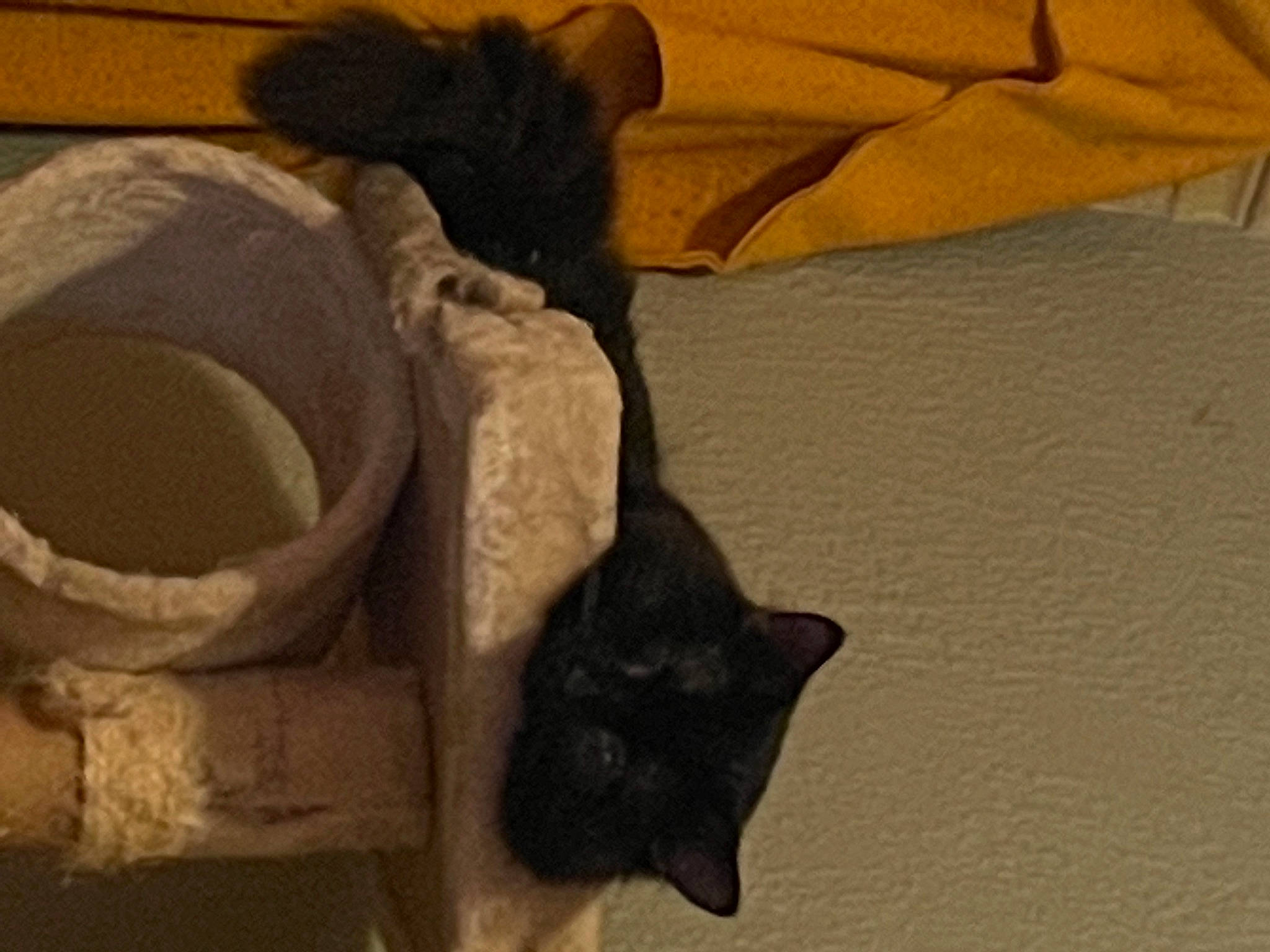 Damien is registered to the contest to win money with this photo: black_cat, carnivore, cat, cat_supply, comfort, domestic_short_haired_cat, fawn, felidae, floor, flooring, fur, linens, mammal, pet_supply, small_to_medium_sized_cats, snout, tail, vertebrate, whiskers, wood