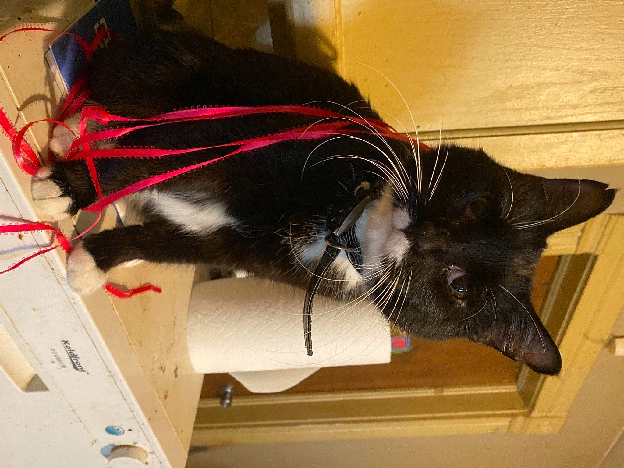 Screaming Demon is registered to the contest to win money with this photo: black_cat, carmine, carnivore, cat, claw, comfort, dog_breed, domestic_short_haired_cat, eyewear, felidae, flooring, fur, office_supplies, paper, paper_product, small_to_medium_sized_cats, sporting_group, tail, whiskers