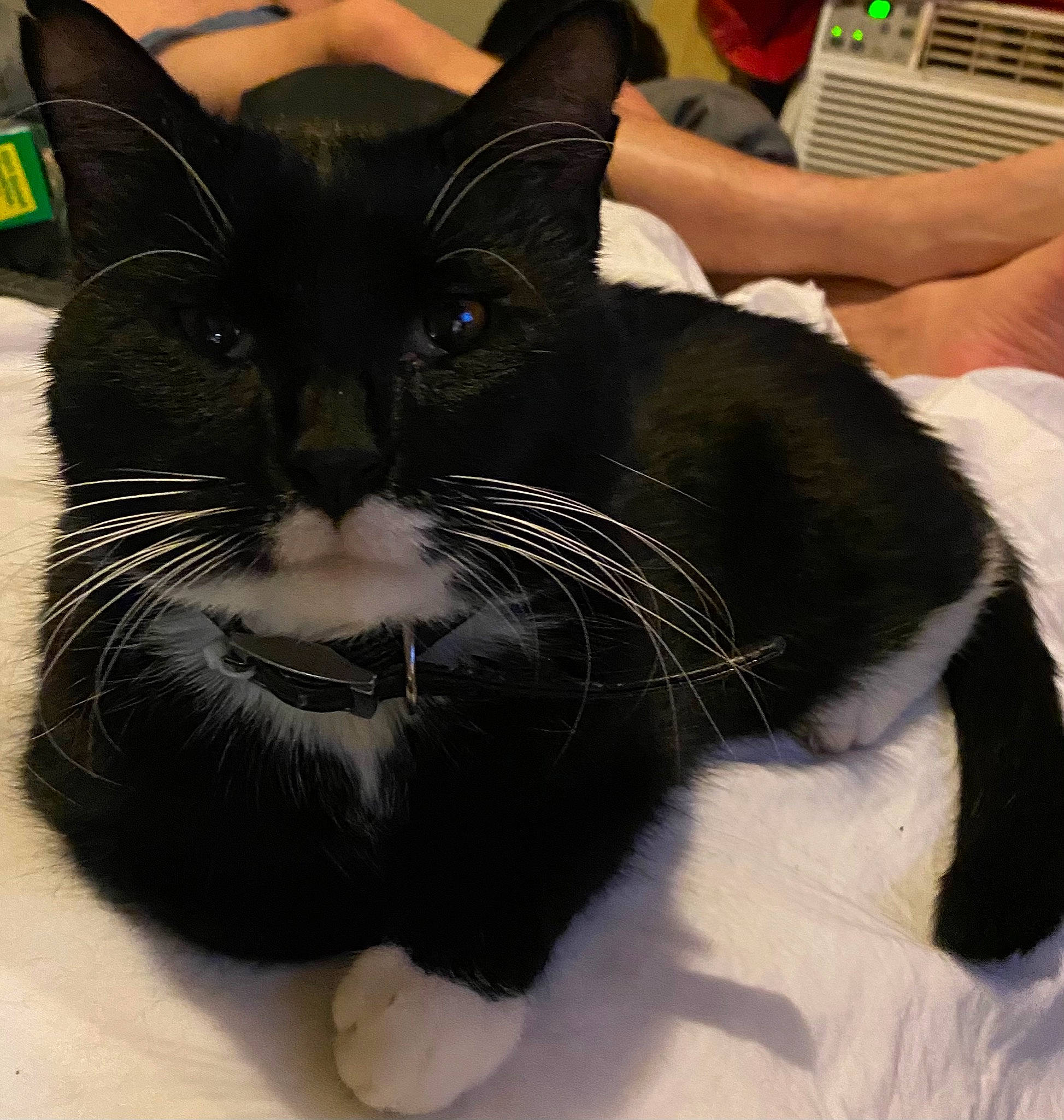 Screaming Demon joined the competition — help win amazing prizes! arm, carnivore, cat, claw, comfort, domestic_short_haired_cat, ear, eye, felidae, foot, fur, gesture, hand, nose, paw, small_to_medium_sized_cats, snout, terrestrial_animal, whiskers