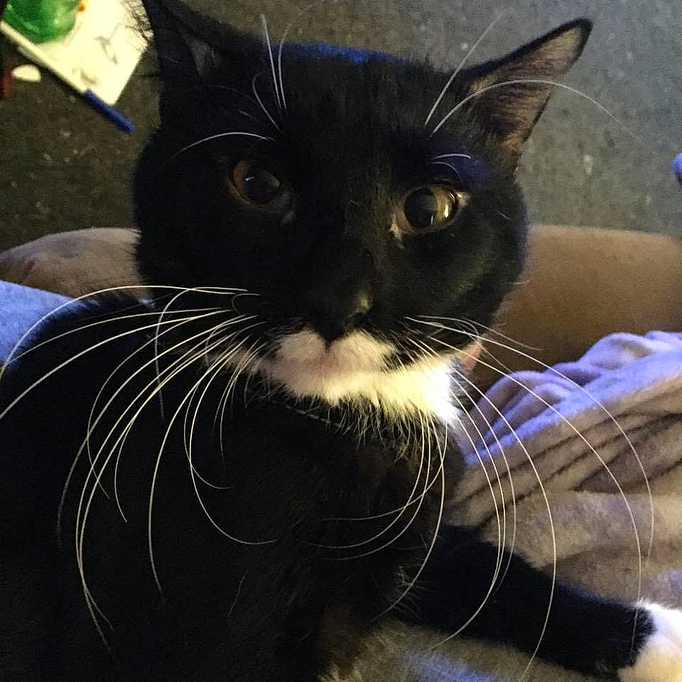 Screaming Demon joined the competition — help win amazing prizes! black_cat, carnivore, cat, claw, comfort, domestic_short_haired_cat, ear, electric_blue, eye, felidae, foot, fur, head, iris, paw, small_to_medium_sized_cats, snout, tail, terrestrial_animal, whiskers