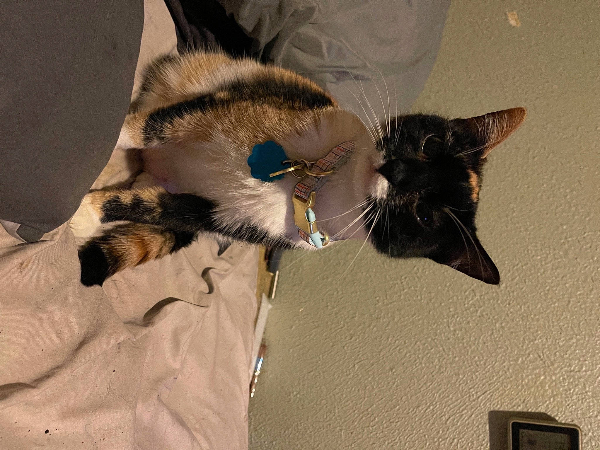 Luna joined the competition — help win amazing prizes! black_cat, carnivore, cat, claw, comfort, domestic_short_haired_cat, ear, fang, felidae, fur, paw, small_to_medium_sized_cats, snout, tail, vertebrate, whiskers