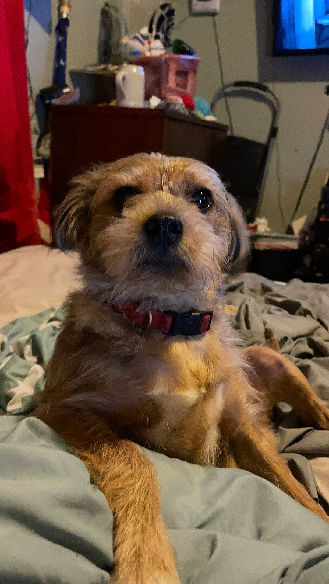 Levi joined the competition — help win amazing prizes! carnivore, chair, collar, companion_dog, display_device, dog, dog_breed, fawn, fur, non_sporting_group, small_terrier, snout, sporting_group, television, terrier, toy_dog, tripod, whiskers, working_terrier