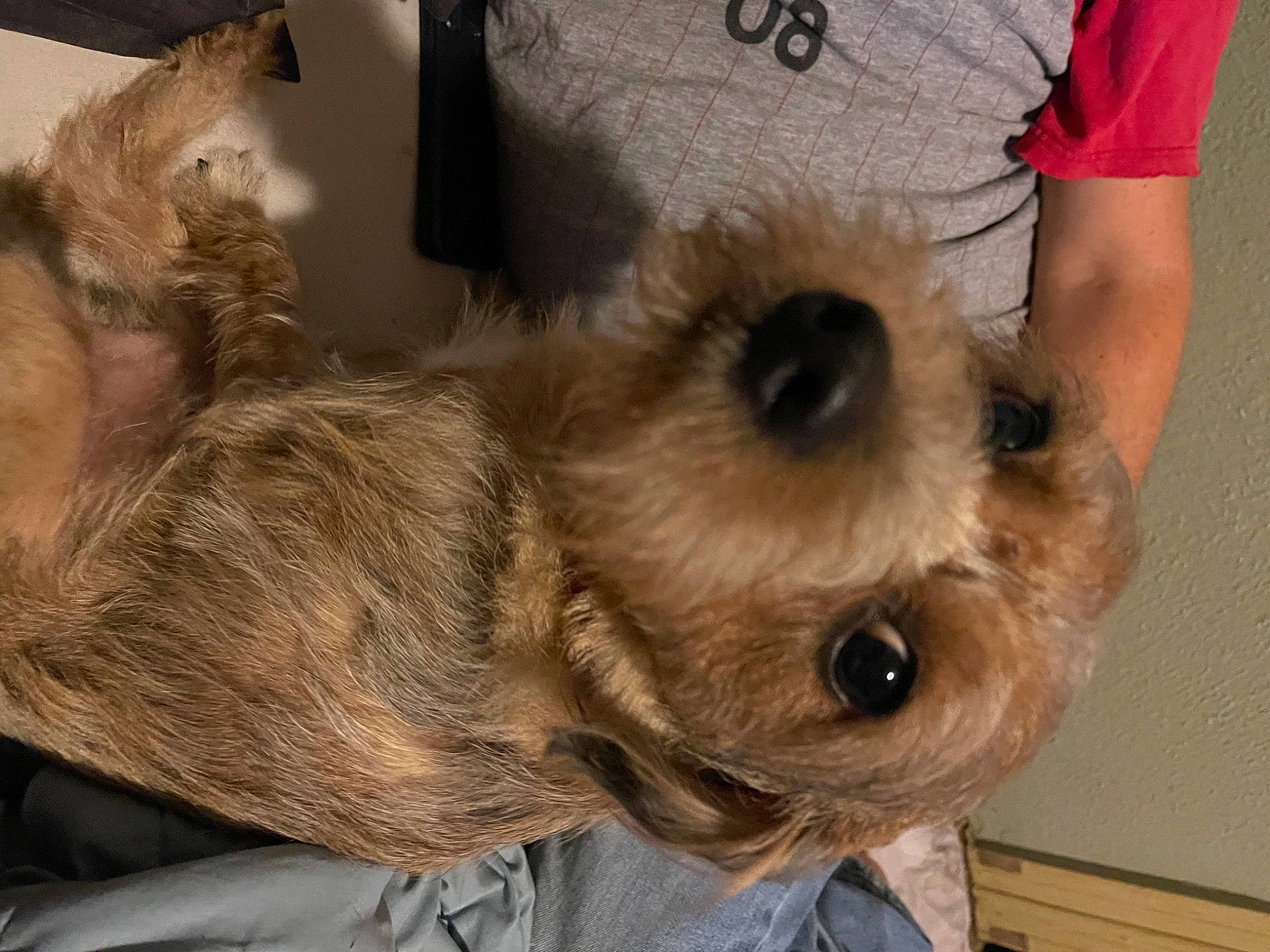 Levi joined the competition — help win amazing prizes! canidae, carnivore, companion_dog, dog, dog_breed, dog_clothes, ear, eyewear, fawn, felidae, plush, selfie, snout, sporting_group, stuffed_toy, sunglasses, toy, toy_dog, whiskers, working_animal