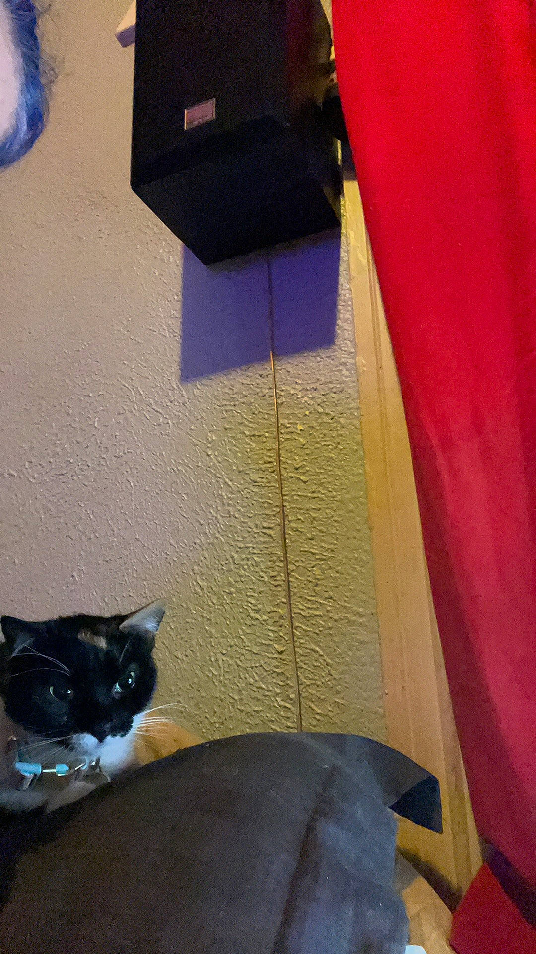 Levi joined the competition — help win amazing prizes! art, black_cat, blue, carnivore, cat, cat_supply, domestic_short_haired_cat, electric_blue, fashion_accessory, felidae, light, line, linens, purple, small_to_medium_sized_cats, tail, textile, tints_and_shades, whiskers, wood