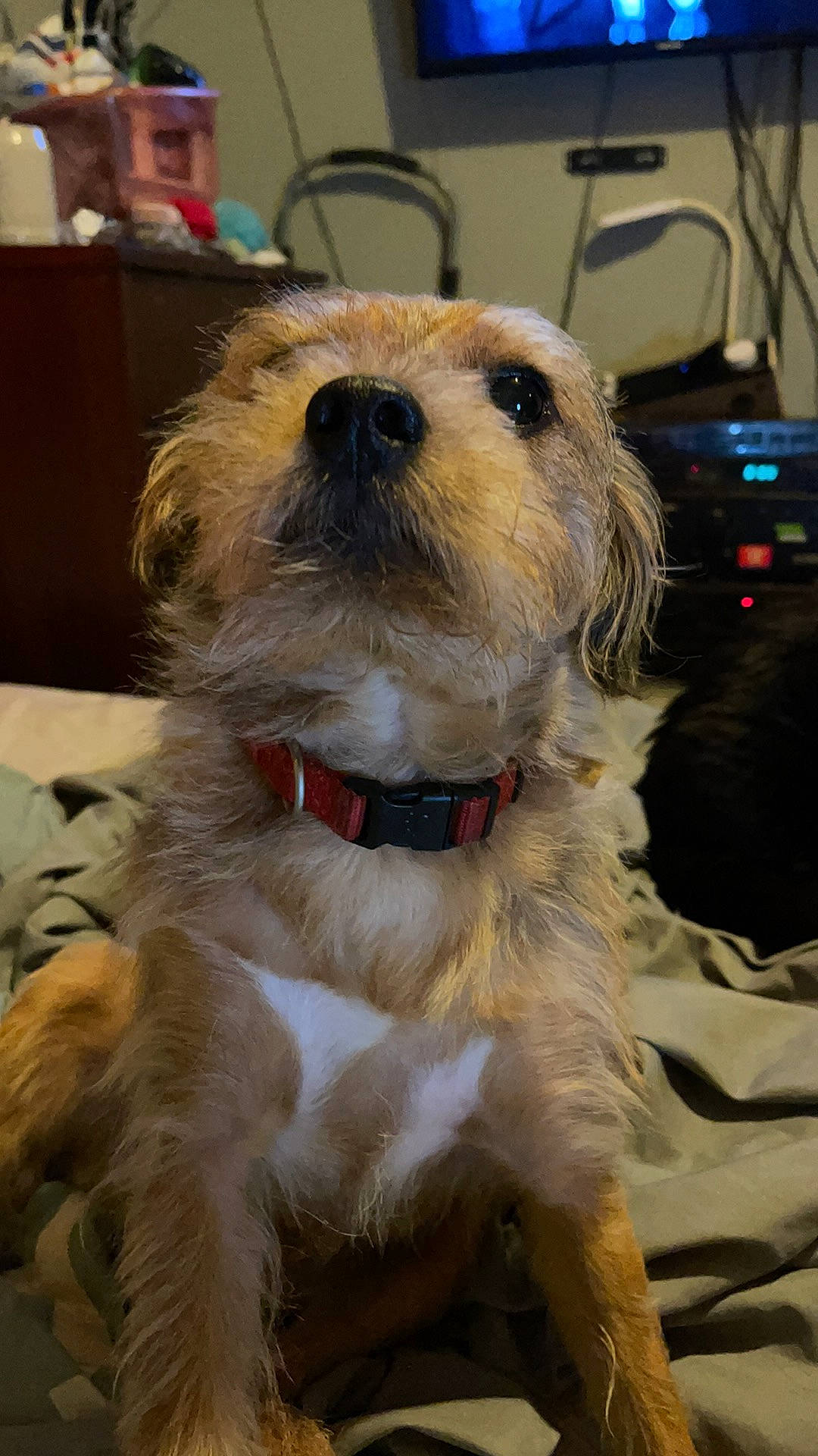 Levi is registered to the contest to win money with this photo: canidae, carnivore, collar, companion_dog, dog, dog_breed, dog_collar, event, fawn, fur, leash, mammal, puppy_love, small_terrier, snout, sporting_group, terrier, toy_dog, whiskers, working_animal