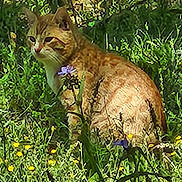 Cheddar Biscuit joined the competition — help win amazing prizes! animal, calm, cat, feline, flora, flowers, garden, ginger_cat, grass, greenery, mammal, nature, outdoor, pet, plants, purple_flowers, sitting, sunlight, wildflowers, yellow_flowers