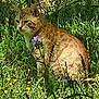 animal, calm, cat, feline, flora, flowers, garden, ginger_cat, grass, greenery, mammal, nature, outdoor, pet, plants, purple_flowers, sitting, sunlight, wildflowers, yellow_flowers